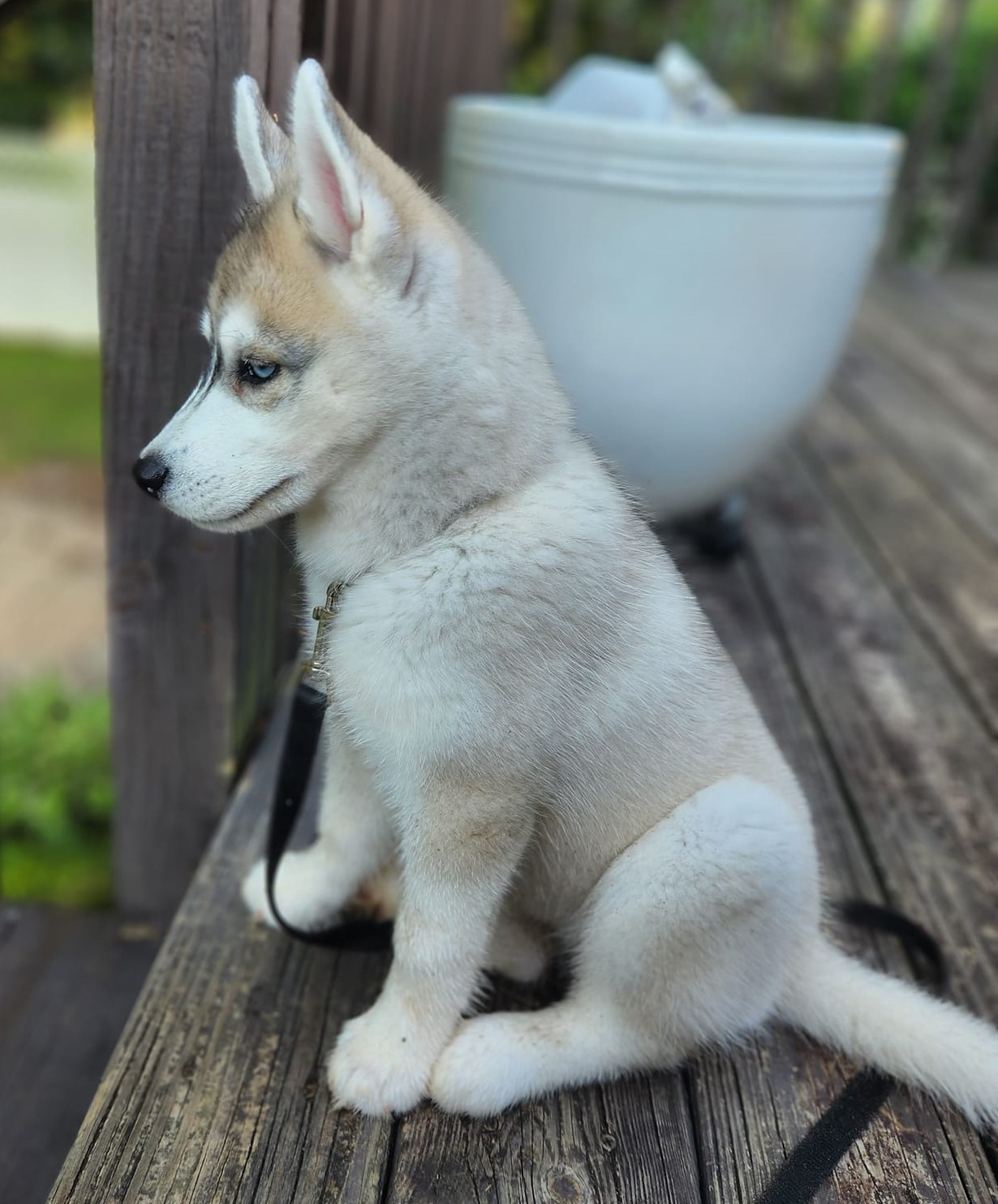 Kira at 10 weeks